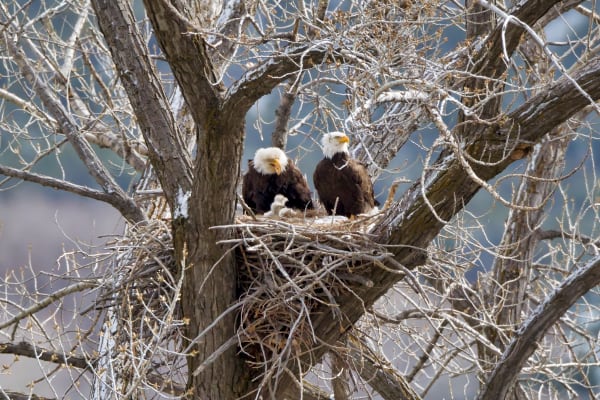 Nesting Bald Eagle - Captivating Wildlife Photo | Robbie George Photography.