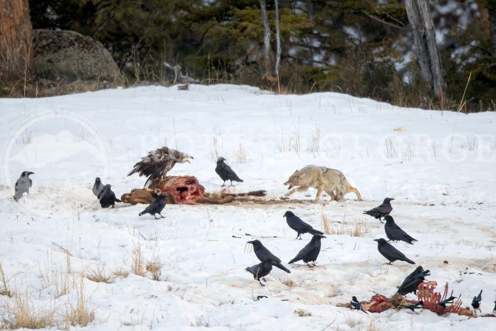 Wilderness Showdown: Immature Bald Eagle Defends Elk Carcass from Coyote - Robbie George Photography