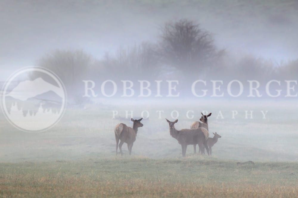 Elk in the Wild - 'Mystique' Photo by Robbie George