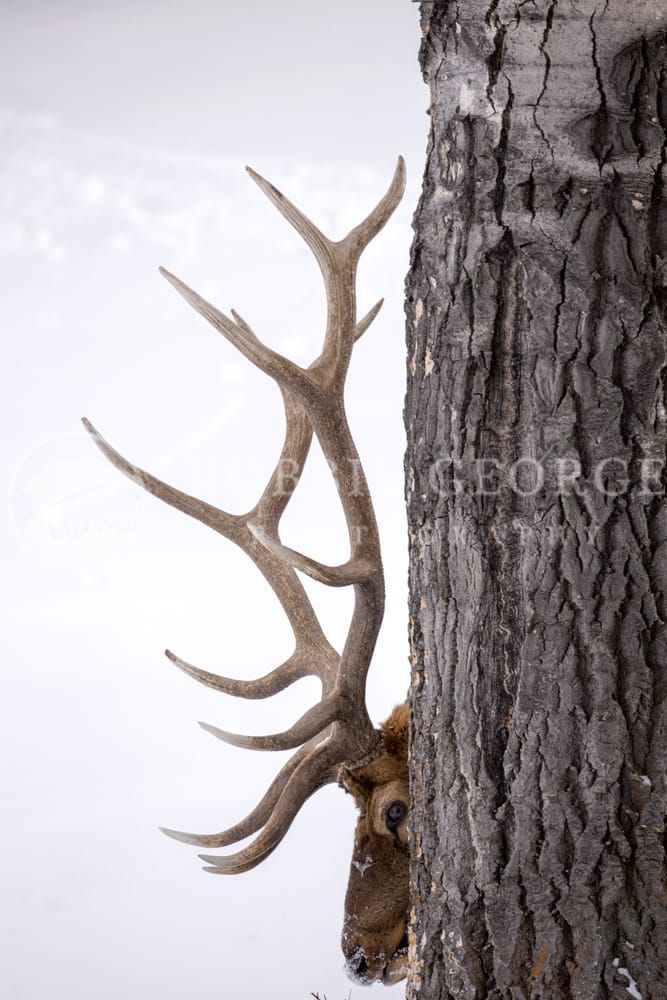 Wapiti in Wyoming Wilderness - Captivating Elk Photography 