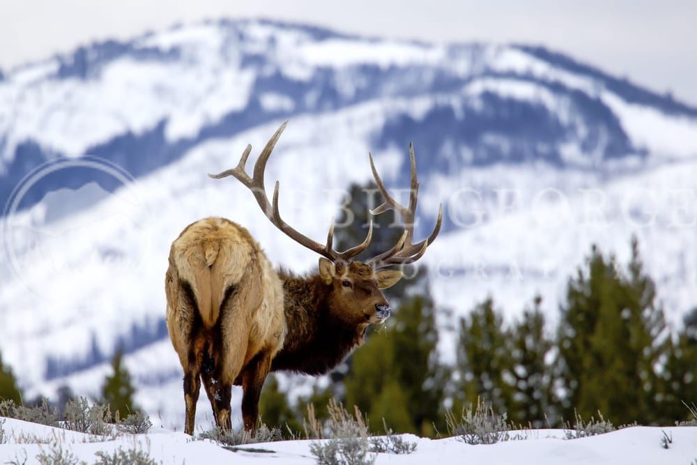 American Elk Fine Art Print - Majestic Wildlife Photography by Robbie George