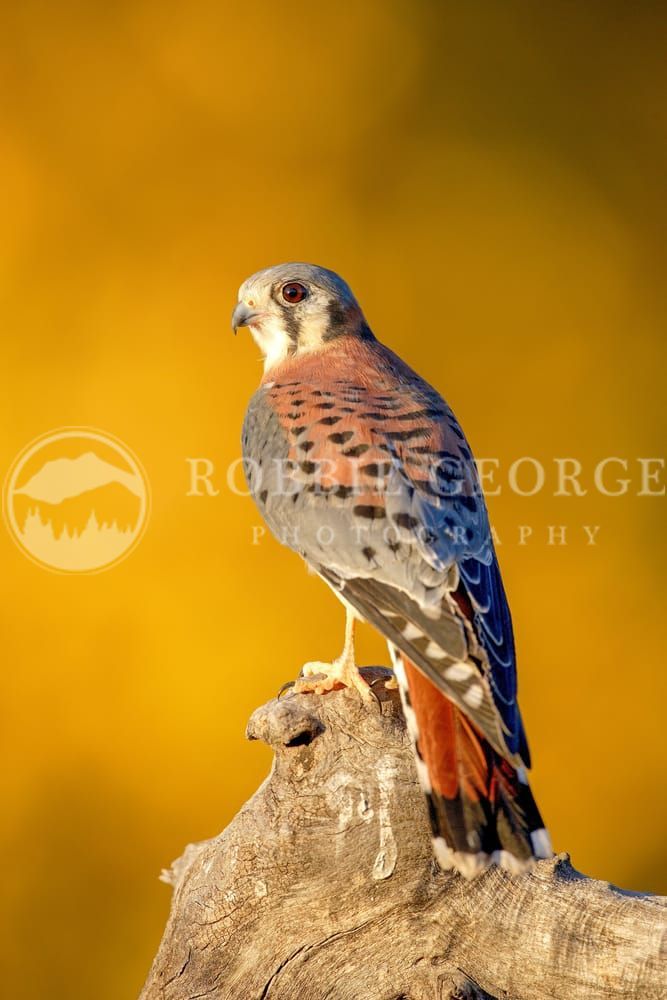 Majestic Kestrel – Autumn Light | Fine-Art Print by Robbie George
