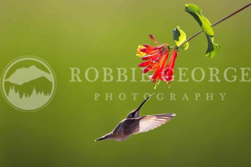 Ballet In The Air - Hummingbird in Colorado | Robbie George Photography