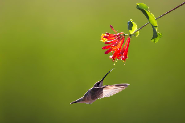 Ballet In The Air - Hummingbird in Colorado | Robbie George Photography