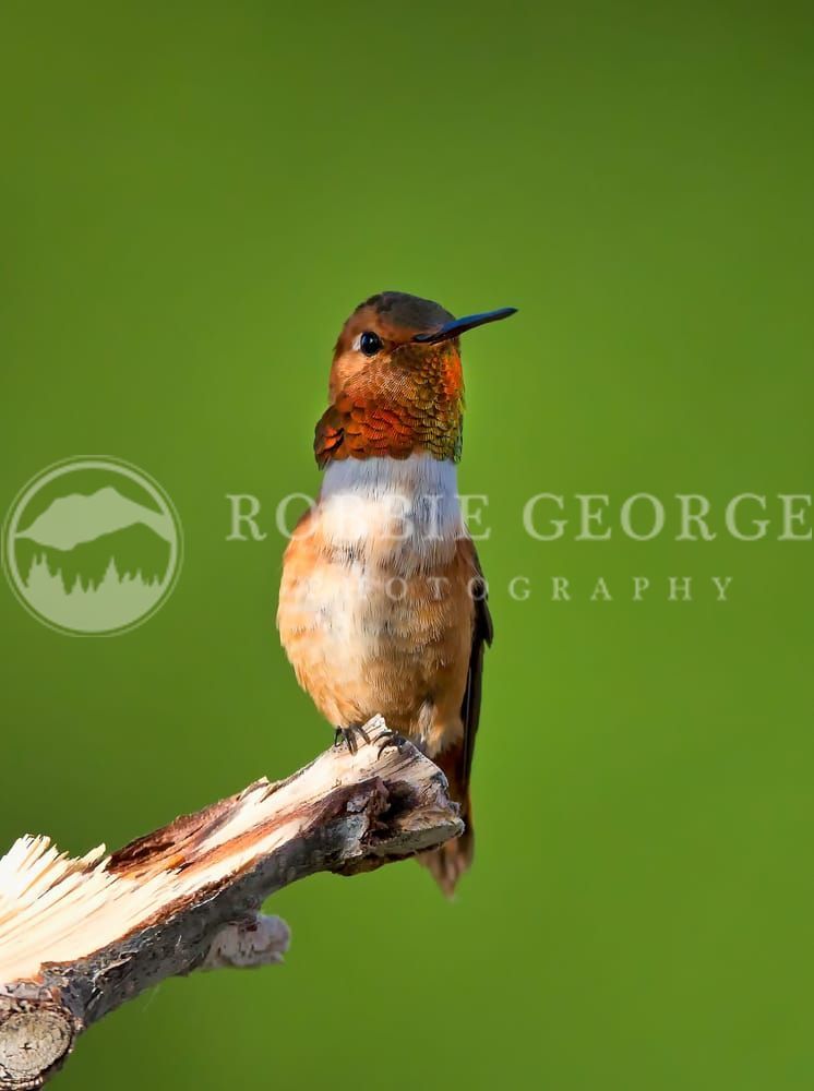 'Rufous Hummingbird' - Wildlife Photography by Robbie George.