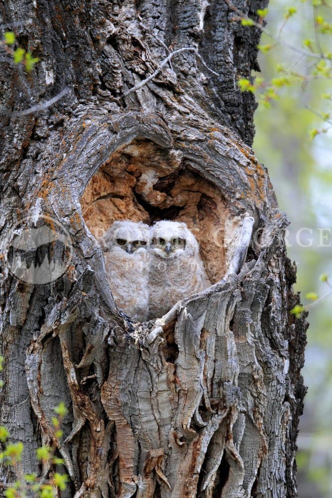 Baby Owl - 'Innocent Gaze' Photo by Robbie George