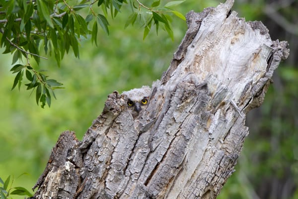 Owl-Eyed Spectacles - Horned Owlet in Wyoming Forest | Robbie George Photography