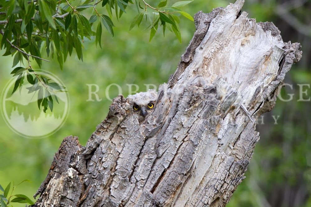 Owl-Eyed Spectacles - Horned Owlet in Wyoming Forest | Robbie George Photography