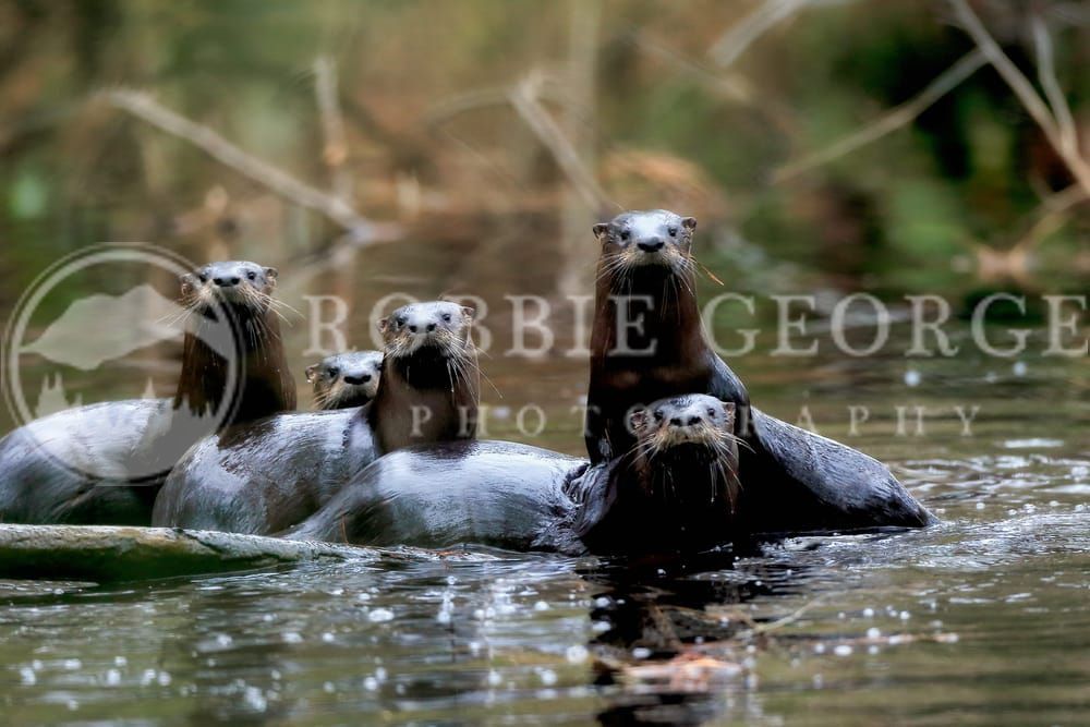 River Otters in NC: 'Curiosity Kindled' Photo by Robbie Geo