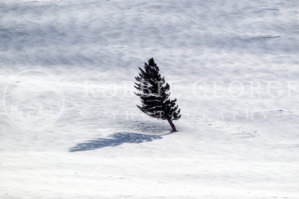 Tree's Natural Elegance Captured by Robbie George Photography