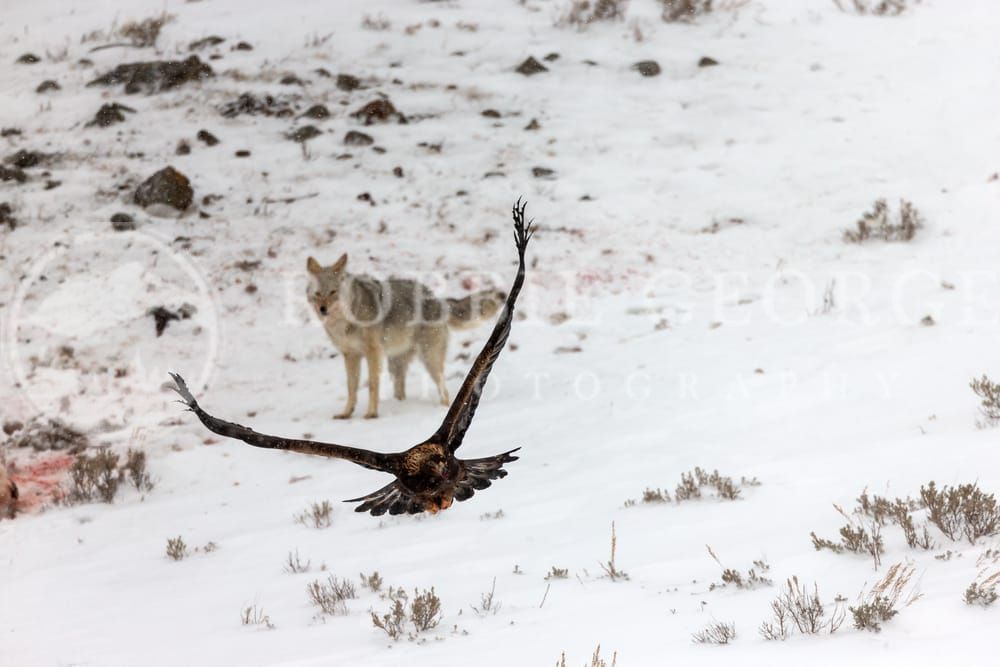Fearless Spirit: Golden Eagle and Coyote in Snowy Wilderness by Robbie George