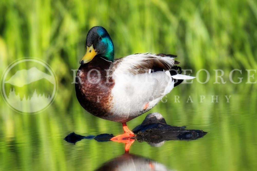 Serene Mallard Drake Resting on Snake River – Robbie George Photography