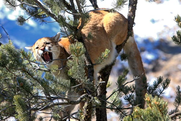 "Primal Spirit - Cougar in the Colorado Rockies | Robbie George Photography