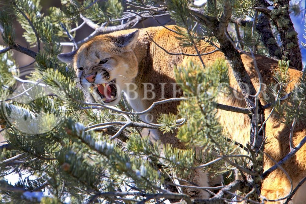 Mysterious Symphony - Captivating Mountain Lion Photography by Robbie George