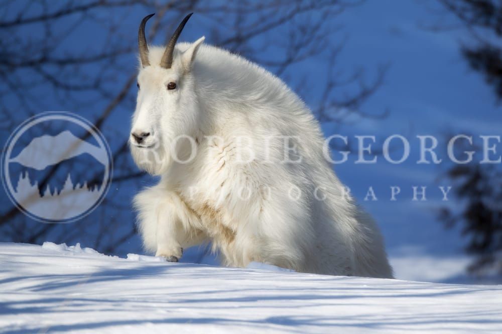 Mountain Goat in Winter - 'Old Man Winter' Photo by Robbie 