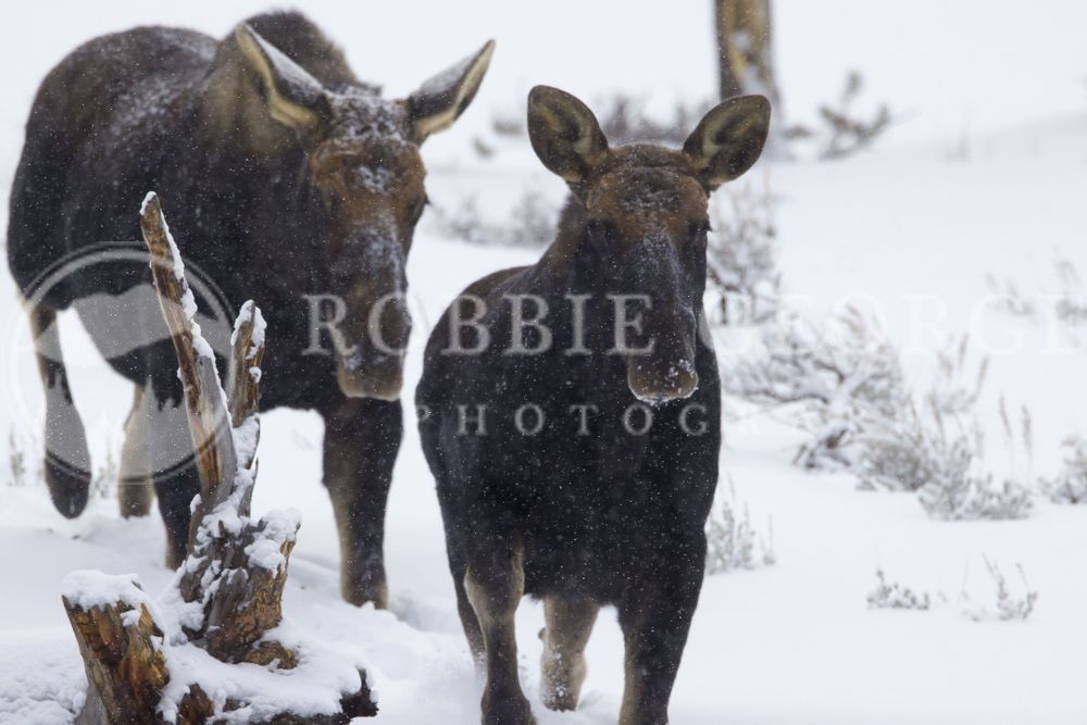 Mother and Calf Moose in Snow - Wildlife Photography by Robbie George