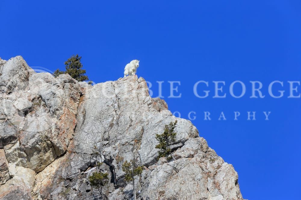 'Evolutionary Edge' - Mountain Goat in Wyoming | Robbie George Photography.