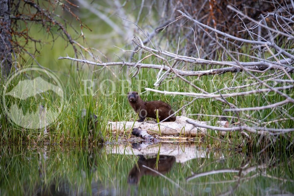 Mink Pausing by a Pond on the Hunt – Robbie George Photography