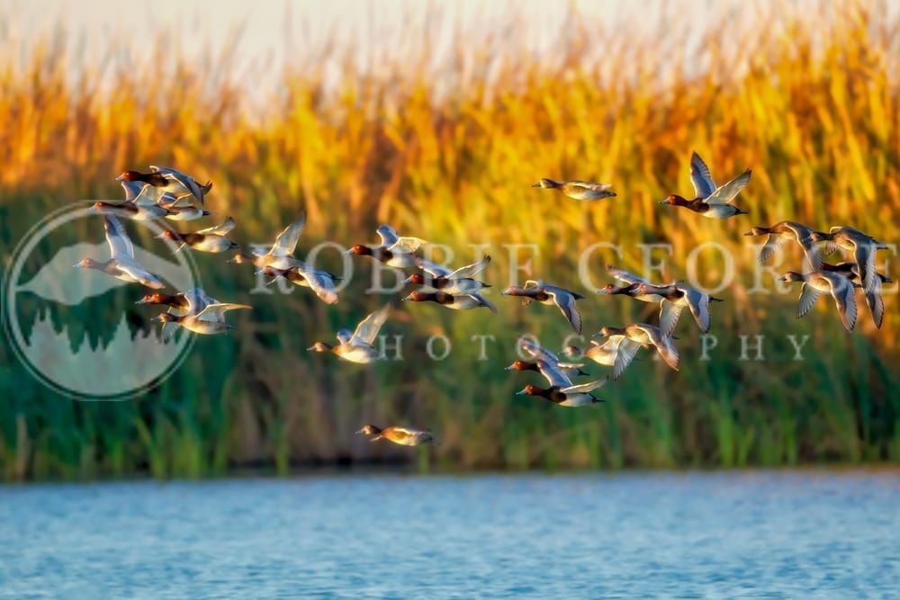 'Redhead Duck' - Striking Bird Photography by Robbie George.