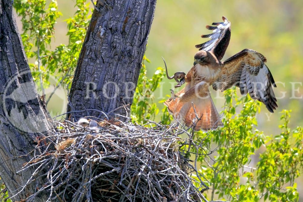 Red-Tailed Hawk in Action - 'Spreading Of A Wing' by Robbie George