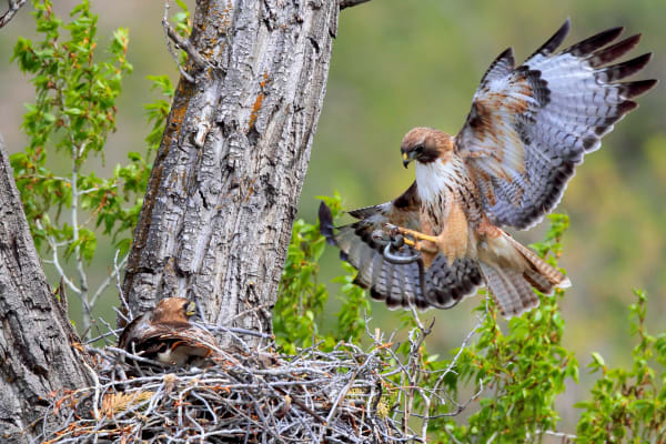 Wings To Fly - Red-Tailed Hawk in Colorado | Robbie George Photography