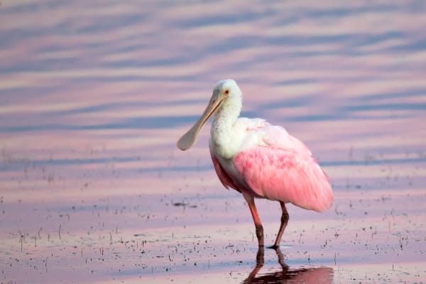 Rose Petal With Wings - Roseate Spoonbill in the Gulf of Mexico | Robbie George Photography