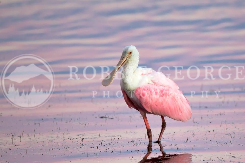 Rose Petal With Wings - Roseate Spoonbill in the Gulf of Mexico | Robbie George Photography