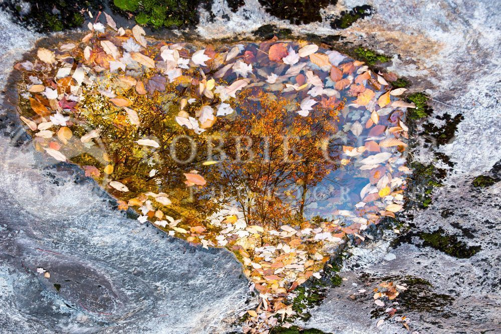 Dreams Of The Heart - Maine Fall Foliage Photography by Robbie George