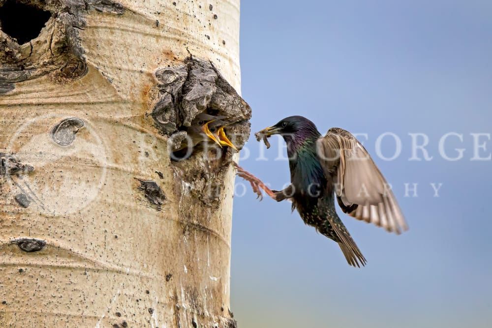 Gift of Life - European Starling Feeding Nestlings | Robbie George Photography