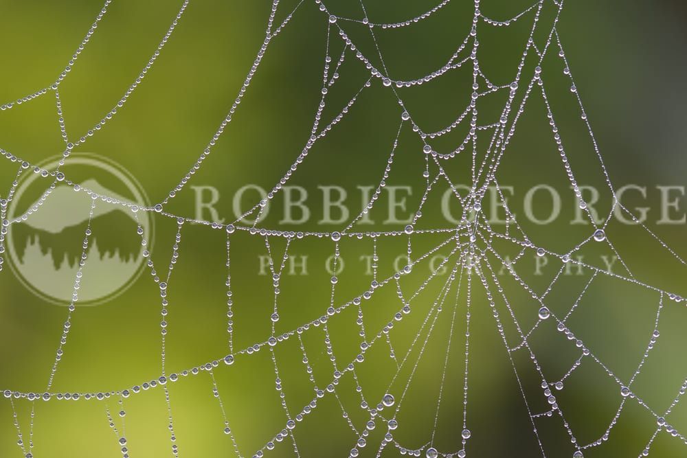 Cobwebs Of The Mind - Dew Laden Cobweb Photography by Robbie
