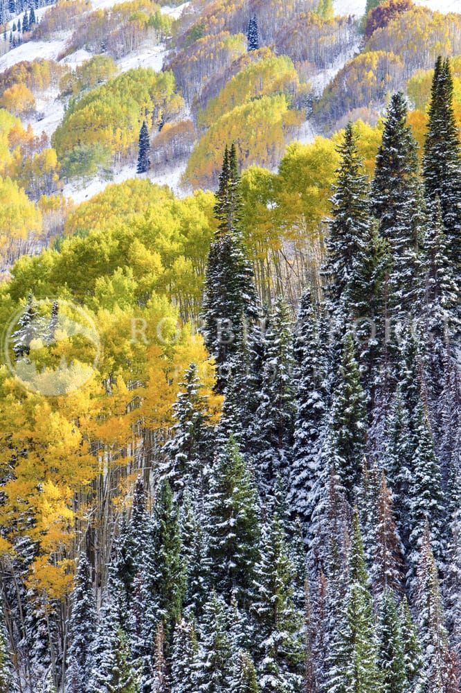 Color Of Seasons - Colorado Fall Foliage by Robbie George Photography