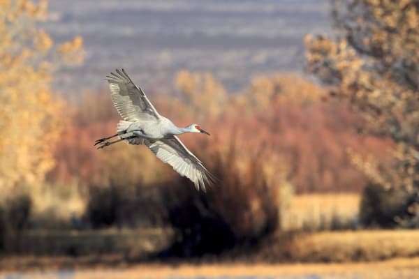 'Sandhill Crane' - A Captivating Wildlife Photograph by Robbie George.