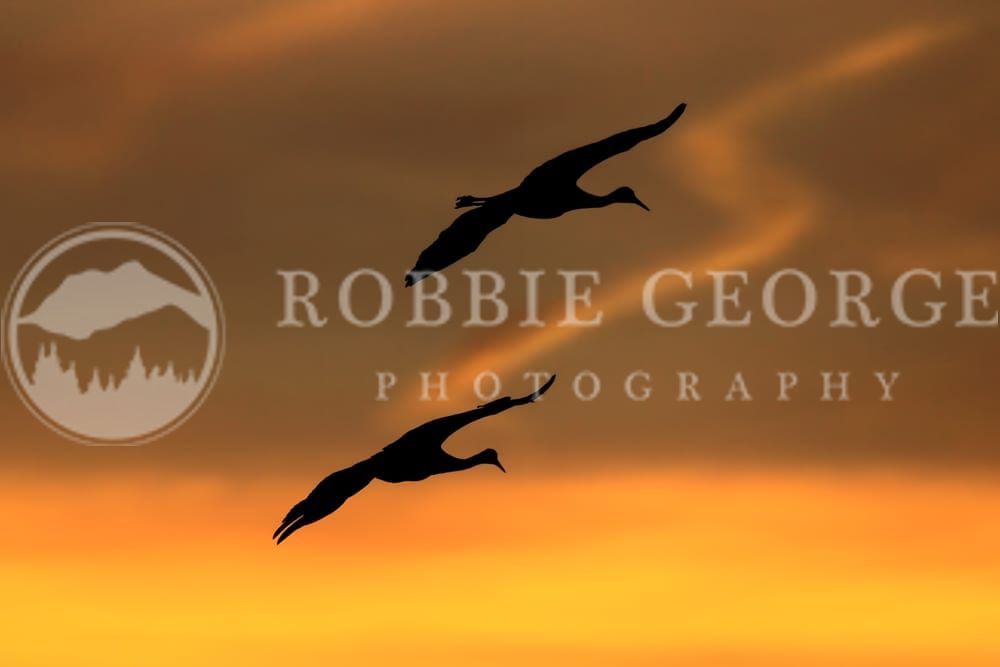 Timeless Beauty: Sandhill Cranes at Sunset – Robbie George