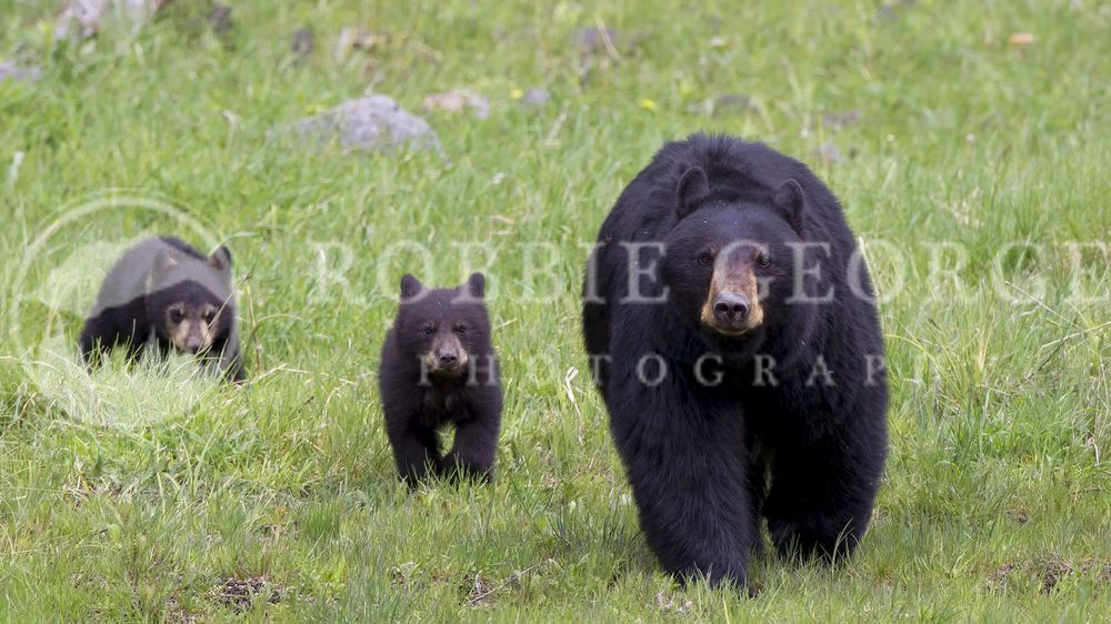 Joyous Freedom - Mother Bear and Cubs in Nature by Robbie George