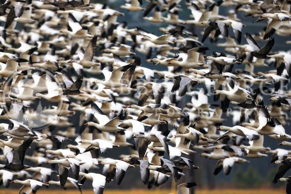 Snow Geese in Flight - Captivating Wildlife Photo by Robbie George