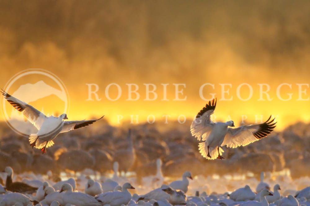 Snow Geese Landing Photograph by Robbie George | Majestic Wildlife Art