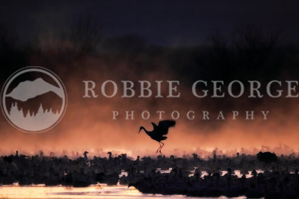 Graceful Sandhill Crane in Natural Habitat – Robbie George P