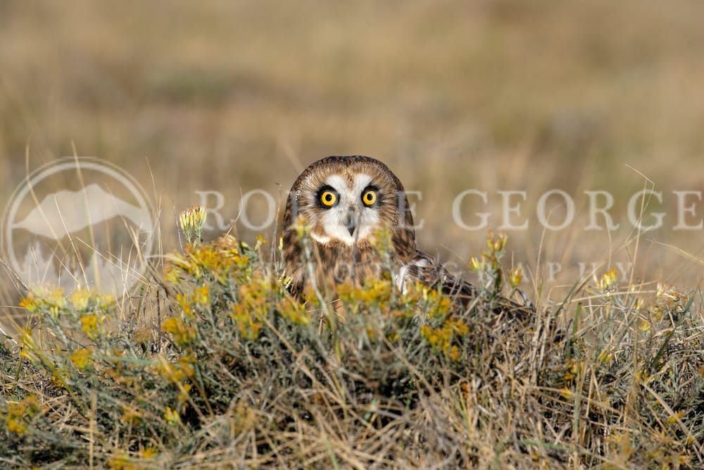 Short-Eared Owl in Natural Habitat - 'Twilight Hunter' Photo by Robbie George
