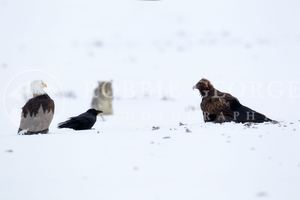 Winter Wildlife Showdown in Wyoming - Captivating Photo by Robbie George