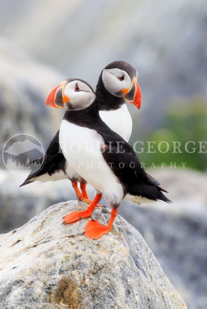 Two Atlantic Puffins – Bond Forged by Time and Tide  