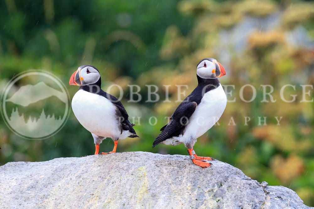 Puffins on Machias Seal Island - Captivating Wildlife Photography by Robbie George