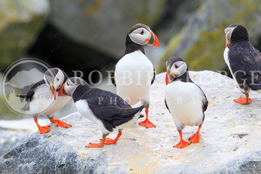 Enduring Companionship - Atlantic Puffins on Machias Seal Island by Robbie George Photography