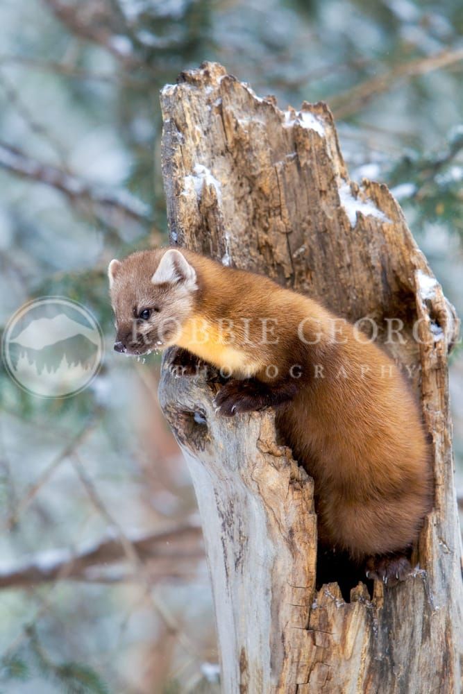 Pine Marten in Winter - Enchanting Wildlife Photo by Robbie George