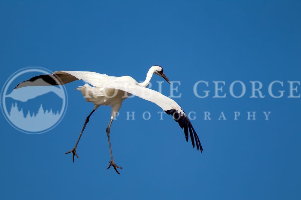 Whooping Crane in Flight: Wildlife Photography by Robbie Geo