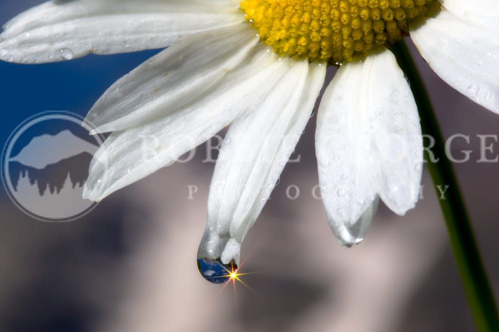 Daisy Art Print by Robbie  – Elegance of Nature's Simplicity