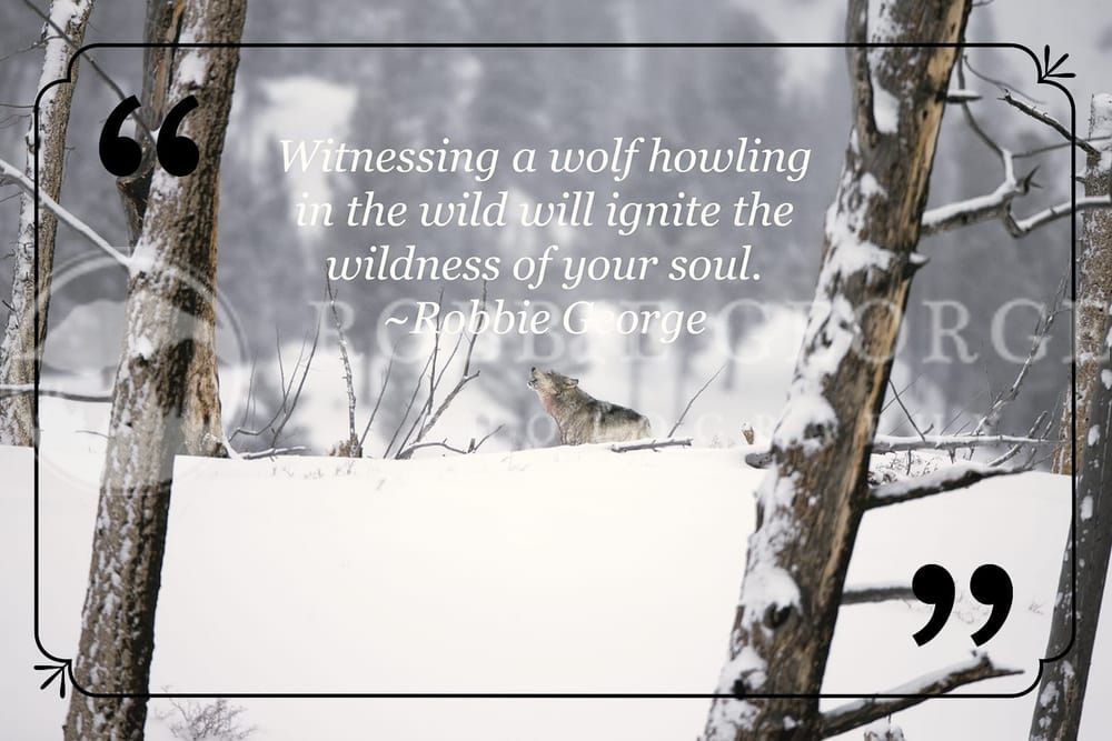 Wolf Nature Quote Photography Art | Robbie George Photography LLC