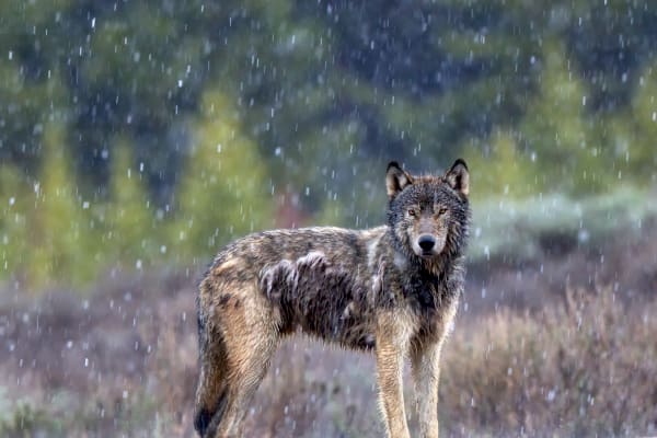 'Eyes Like A Wolf' - Captivating Wolf Photograph in Spring | Robbie George Photography.
