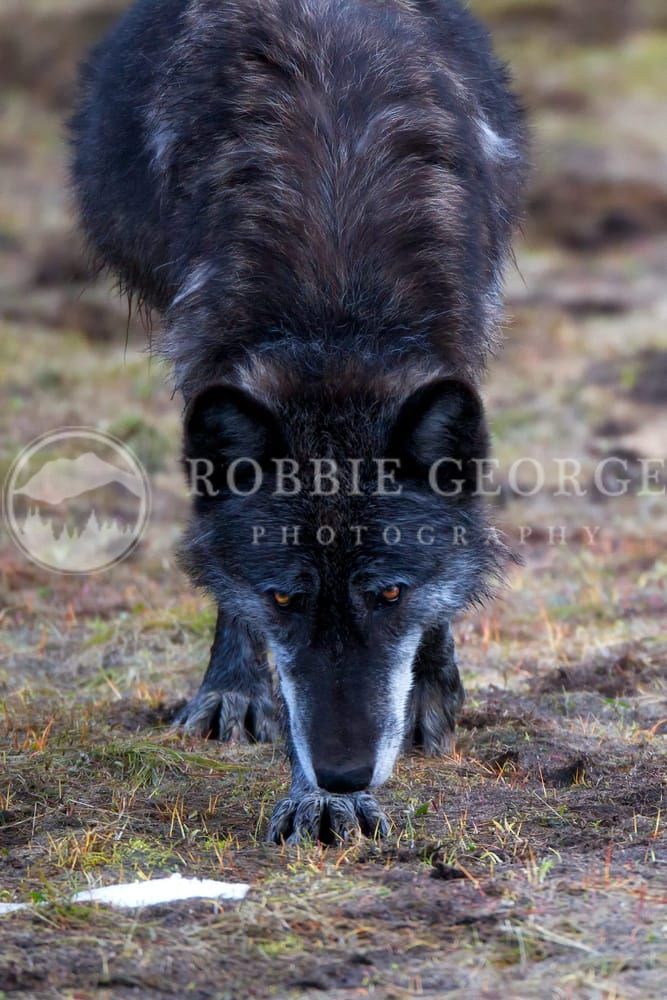 Full Of Wilderness - Black Wolf in Wyoming | Robbie George P