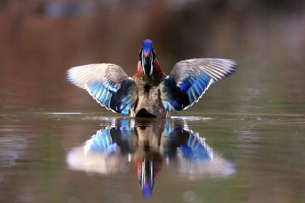 Something Beautiful - Drake Wood Duck in North Carolina | Robbie George Photography