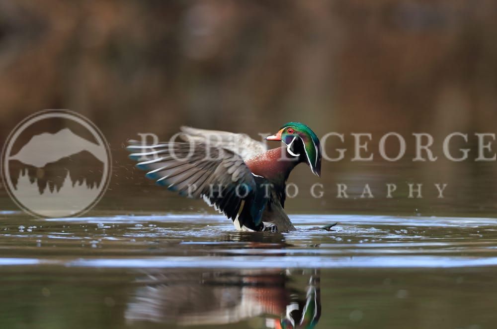 Lift The Soul - Serene Wood Duck Photography by Robbie George